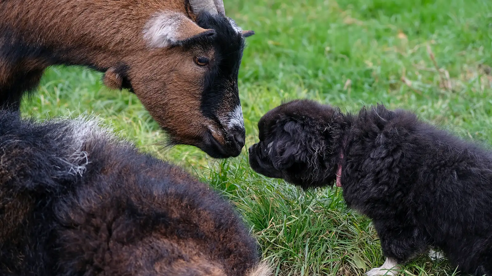 Rencontre entre un épagneul et une biquette