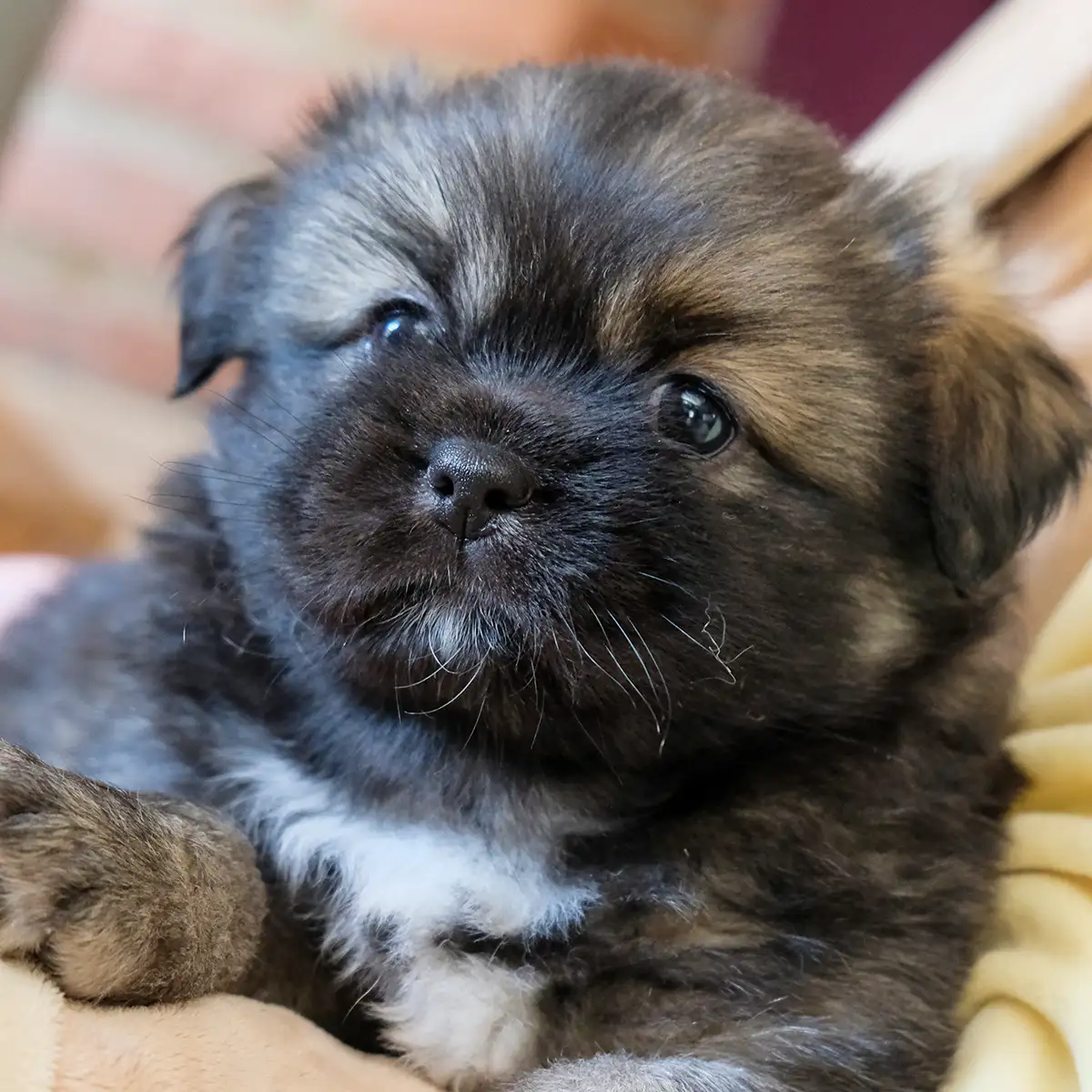 Chiot épagneul tibétain à la couleur fauve