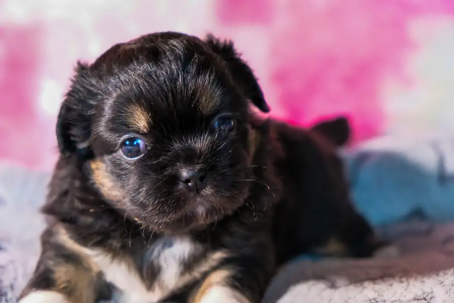 Chiot épagneul tibétain noir et feu