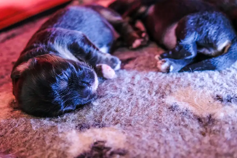 Chiot épagneul tibétain noir et feu