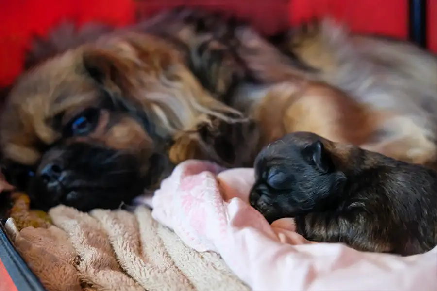 Chiot épagneul tibétain fauve