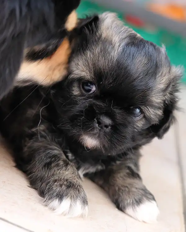 Chiot épagneul tibétain charbonné