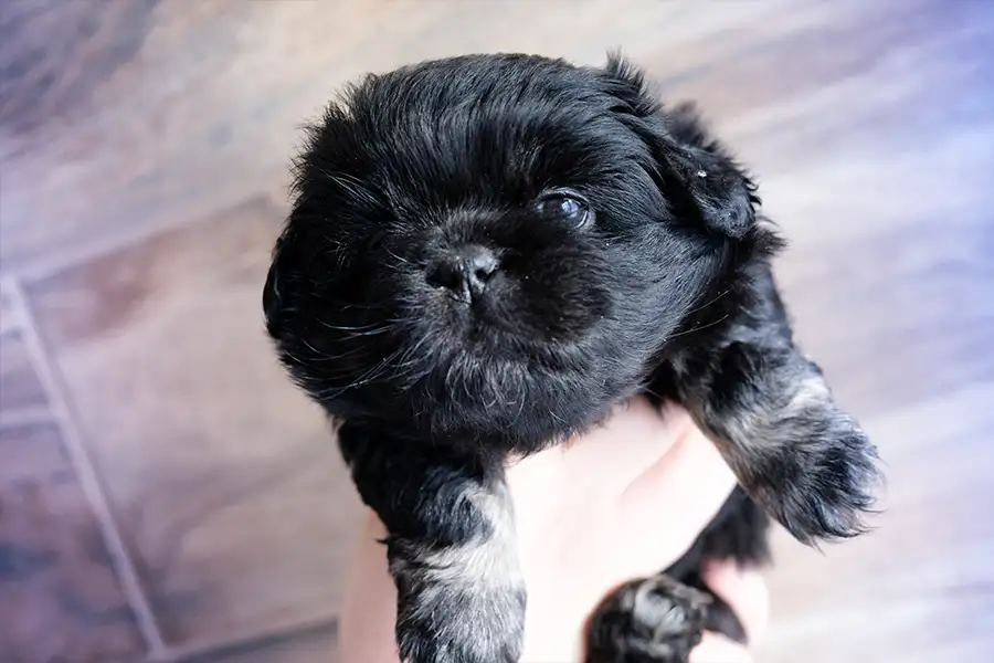 Chiot épagneul tibétain noir et feu