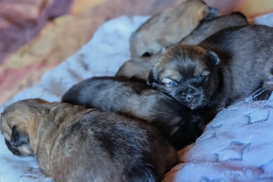 Chiot épagneul tibétain fauve