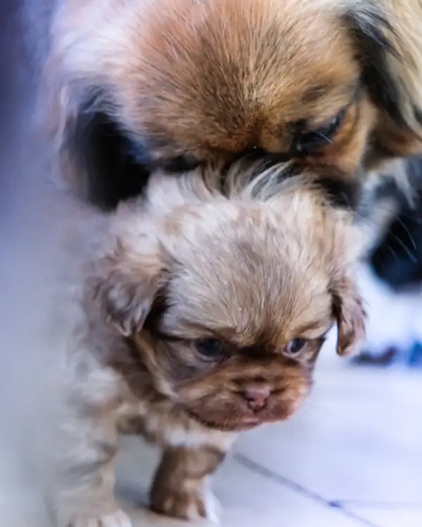 Chiot épagneul tibétain fauve