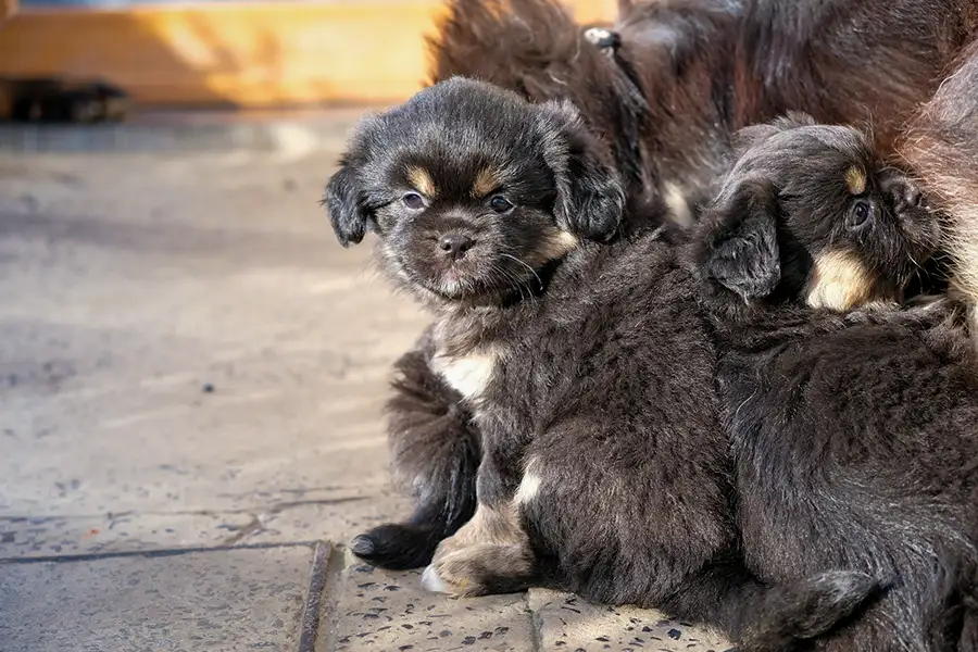 Les chiots épagneuls sont de sortie