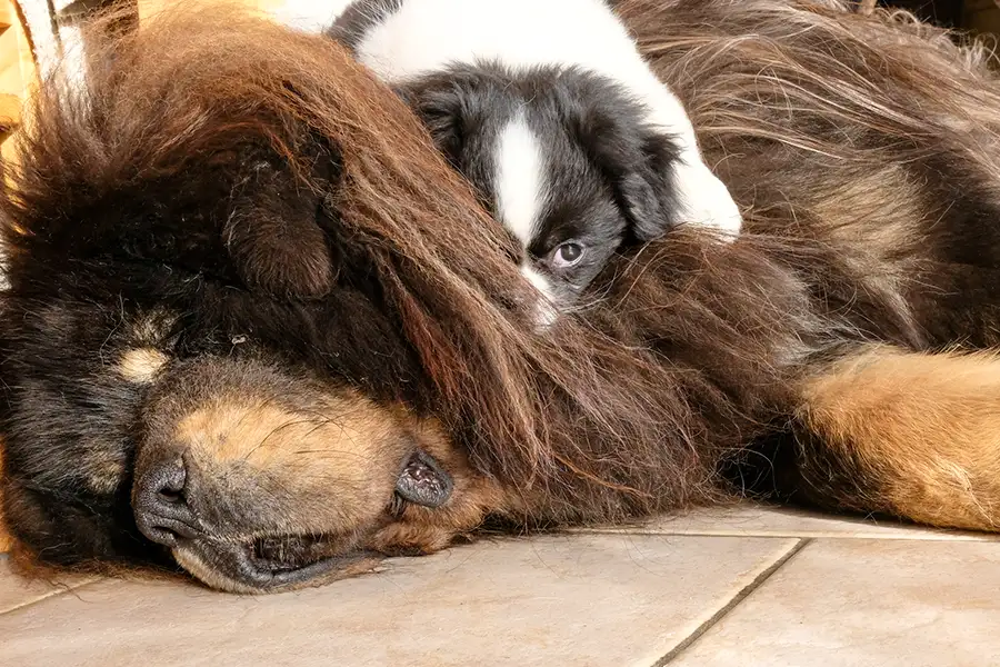 Un chiot épagneul sur le dogue d'un dogue du Tibet