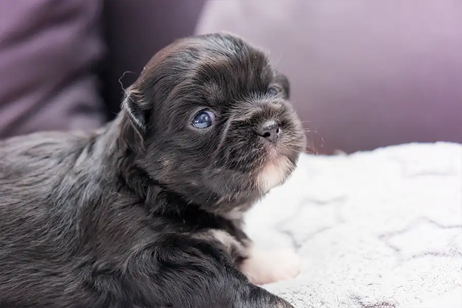 Chiot épagneul tibétain à la robe noire et feu