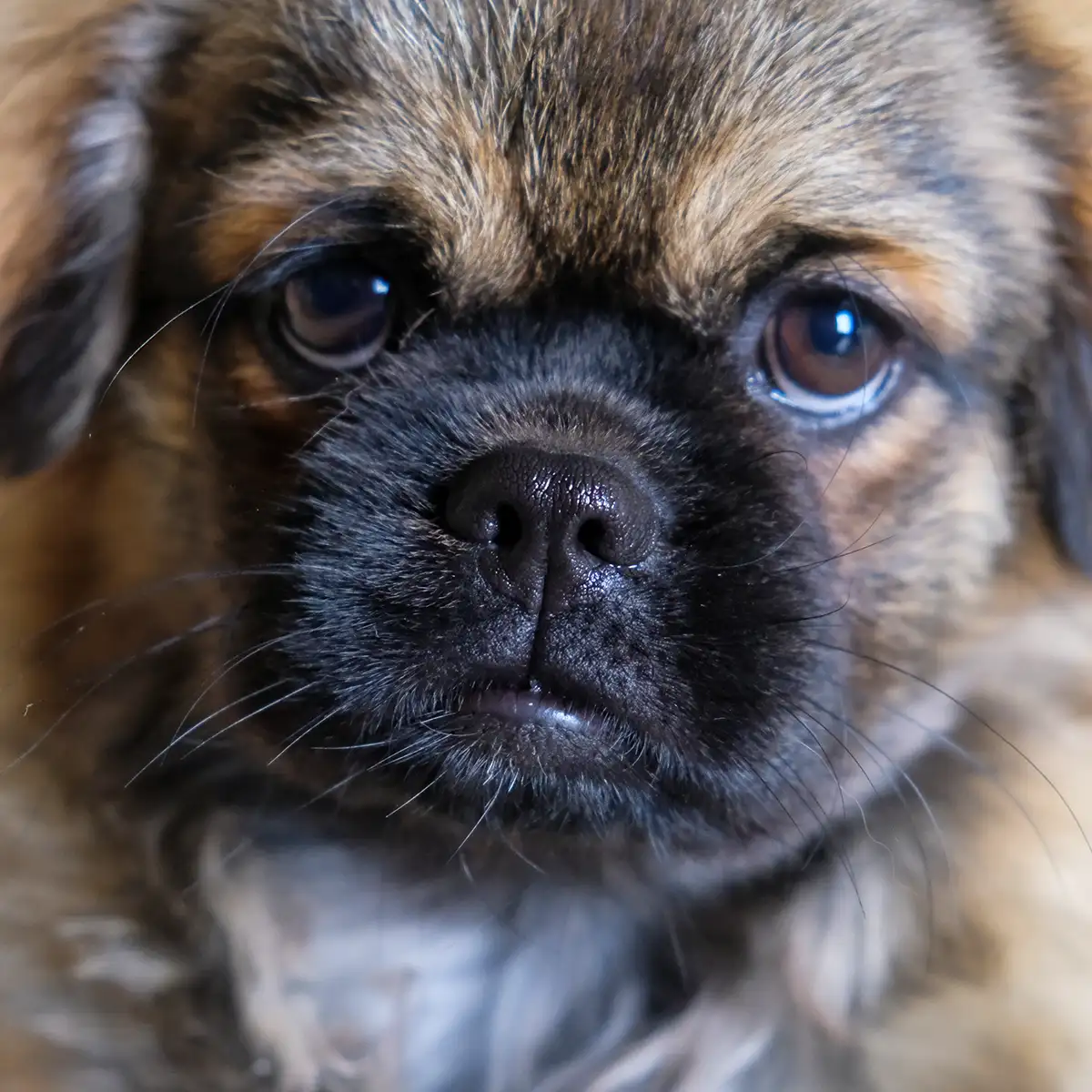 Le doux regard de Ranya