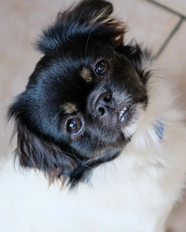 Un chiot épagneul tibétain particolore