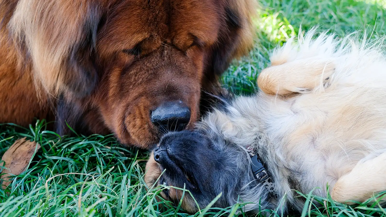 Dogue du Tibet et épagneul tibétain