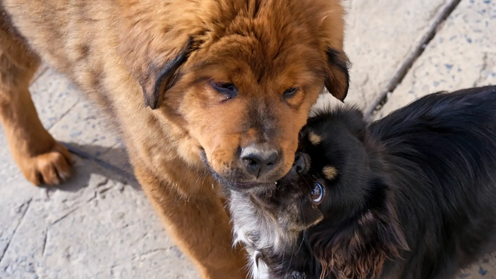 Dogue du Tibet et épagneul tibétain